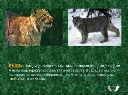 Интересные факты о животных тайги