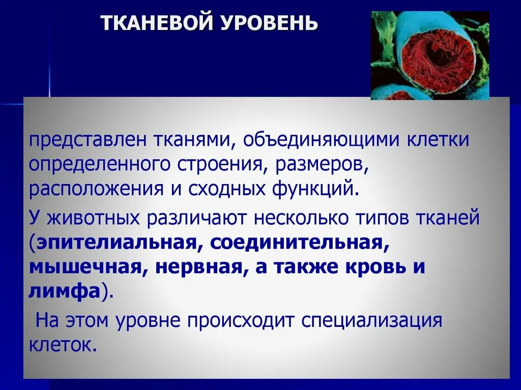 Тканевой уровень жизни