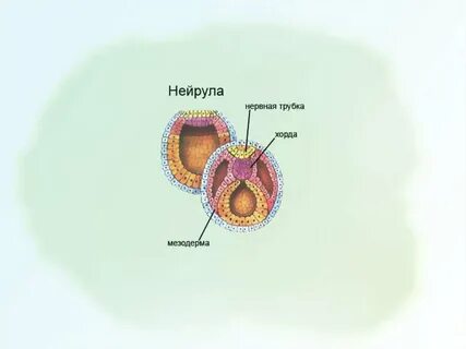 Нейрула