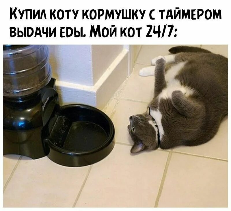 Кот и автокормушка прикол. Кормушка для кота прикол. Миска для кота. Прикольные мисочки для кота. Купили коту собаку