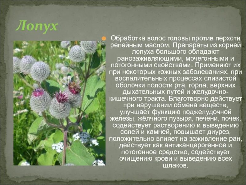 Корень лопуха витамины. Корень лопуха лекарство. Сухой корень лопуха в аптеке. Лопух корень. Лопух.