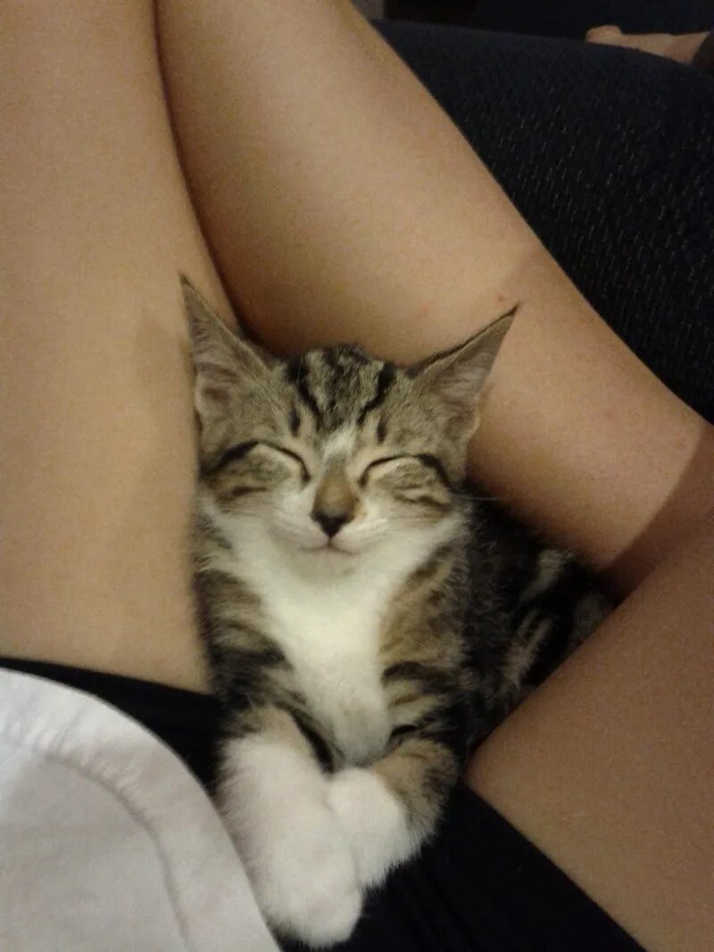 Девушка с котом на руках и голой киской между ног фото