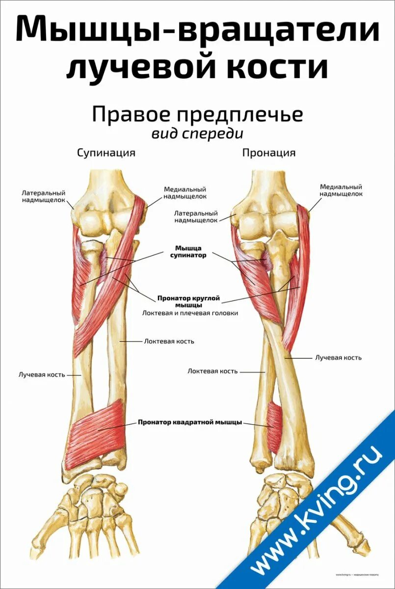 Мышцы локтевой и лучевой кости. Локтевой сгибатель кисти иннервация. Лучевой и локтевой сгибатели запястья. Плечелучевая мышца предплечья. Мускулюс брахиорадиалис.