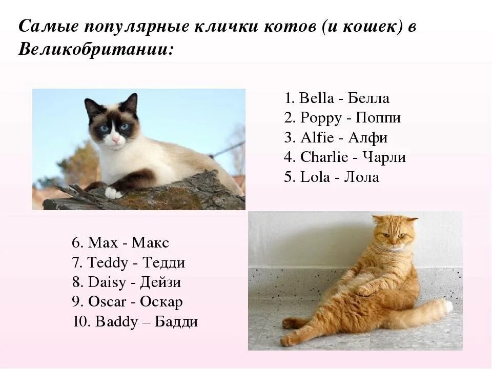 Cat s name is. Имена для кошек. Красивые имена для котят. Кличка. Необычные имена для котов.