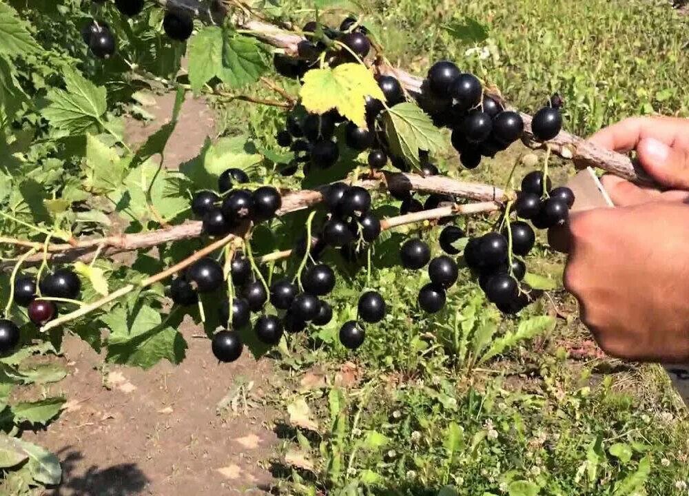 Смородина ленинградский великан описание сорта. Черная смородина Ленинградский великан. Черная смородина сорт ядреная. Церера смородина черная.