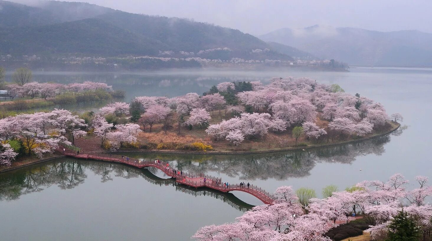 Сеул Южная Корея Сакура. Цветение Сакуры в Южной Корее. Южная Корея Кенджу рододендрон. Сеул цветение Сакуры.