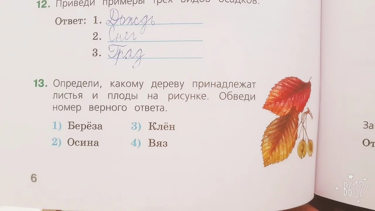 Обведи номер верного ответа. Определи какому дереву принадлежат листья и плоды. Впр. Обведи номер верного ответа. Впр по окружающему миру четвёртый класс.