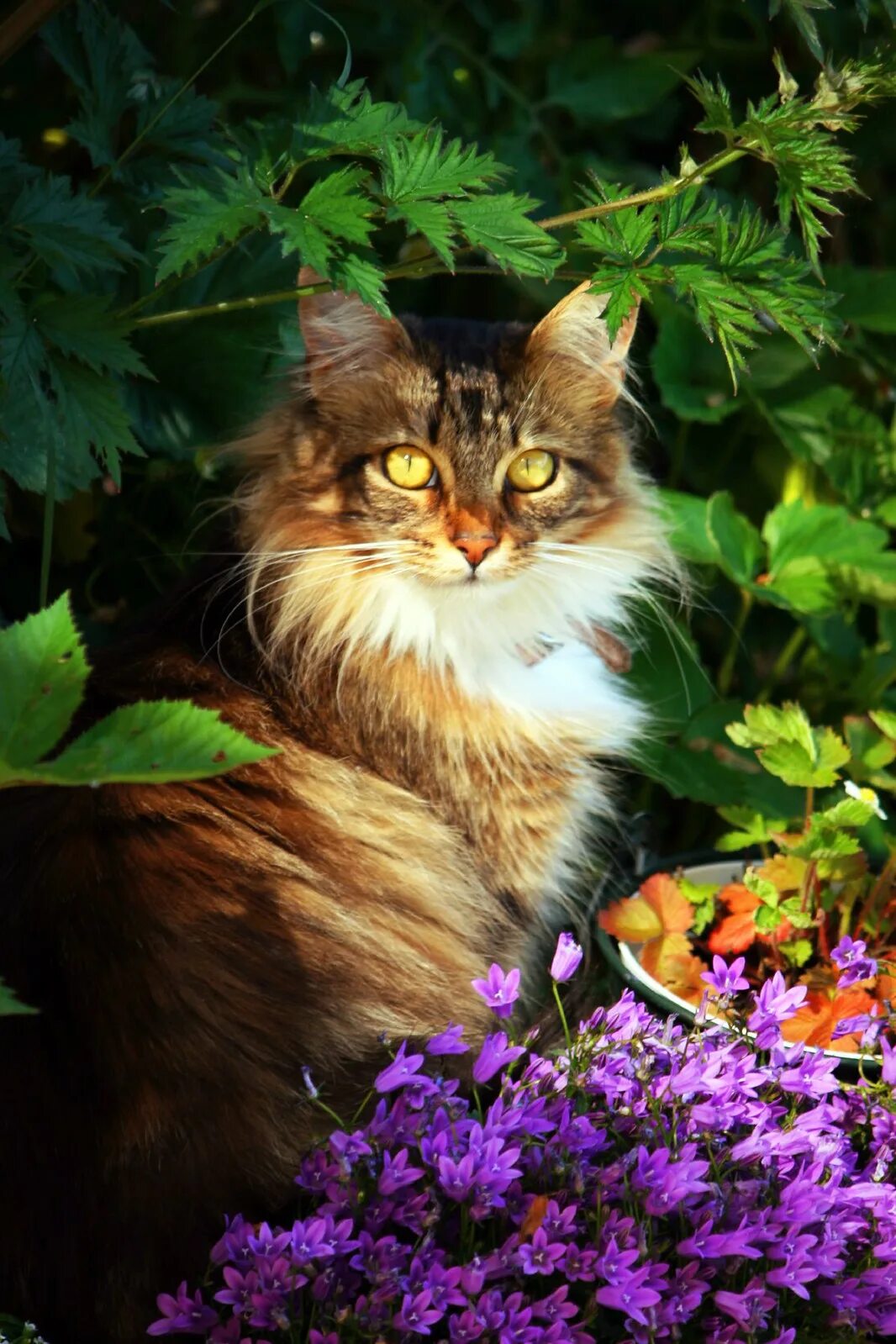 Кошка много цветов. Норвежская Лесная кошка трехцветная. Трёхцветная кошка. Кошка лето. Кошка трёхцветная лето.