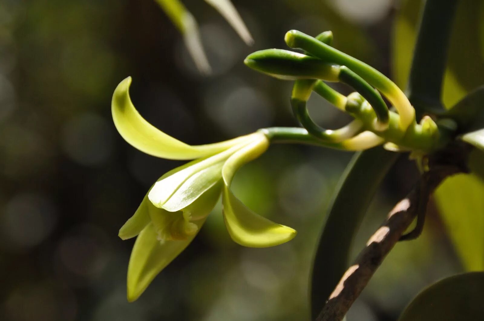 Мадагаскарская ваниль. Ваниль растение. Vanilla plants