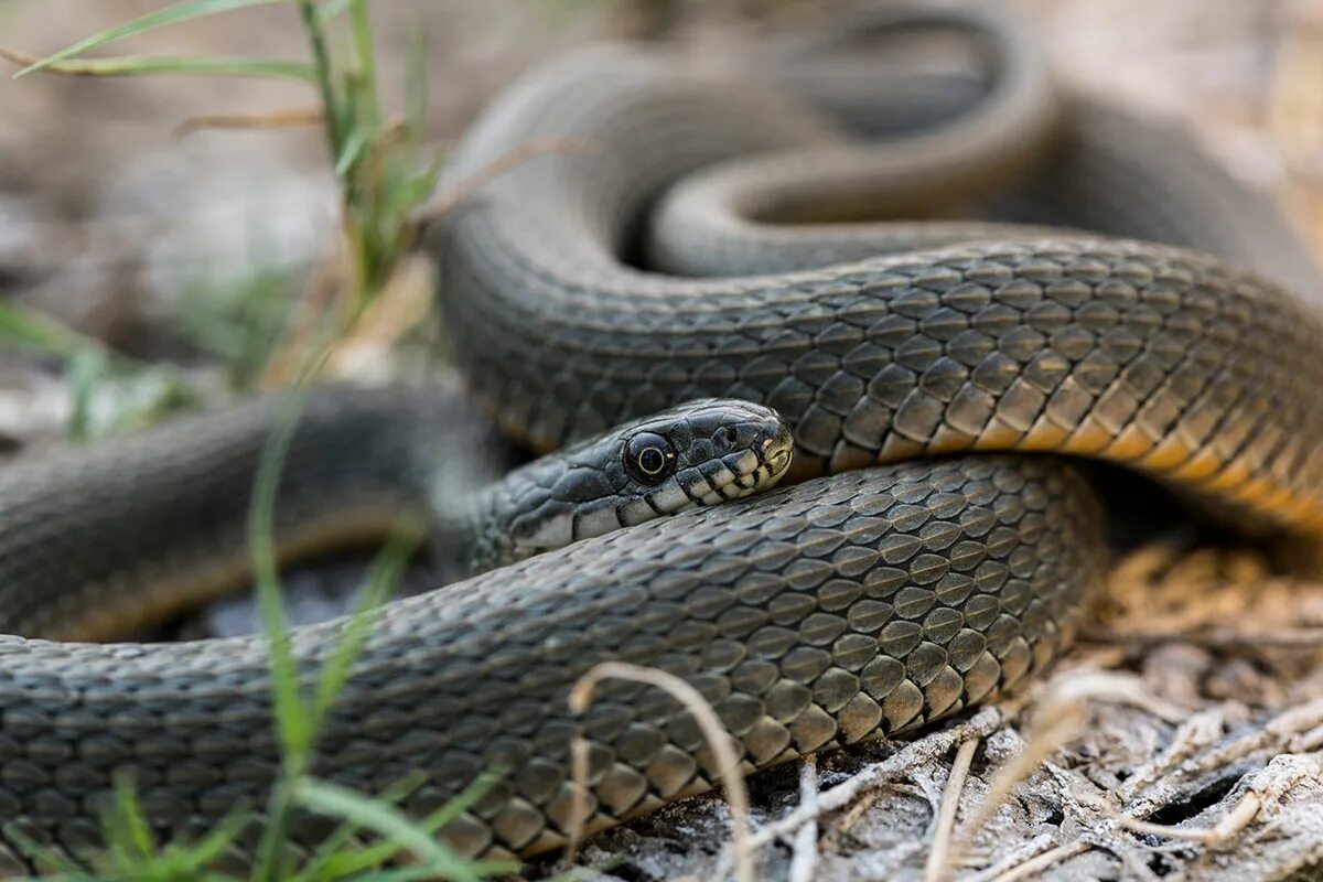 Змеи волгоградской области. Полоз змея Астраханский. Водяной уж (Natrix tessellata). Гадюка Астраханская. Четырехполосый полоз.