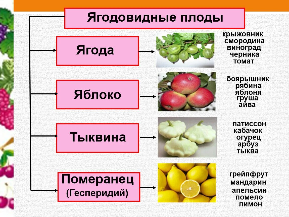 Классификация плодов ягодовидные. Ягодовидные плоды биология 6 класс таблица. Сочные ягодовидные плоды. Классификация плодов растений.