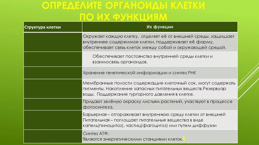 Связь органоидов клетки
