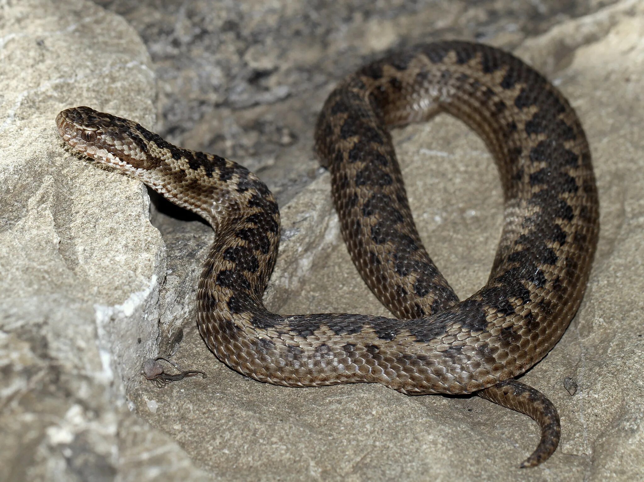 Гадюки краснодарского. Гадюка Динника. Гадюка Динника Vipera dinniki. Кавказская гадюка Казнакова. Кавказская гадюка (змея Казнакова).