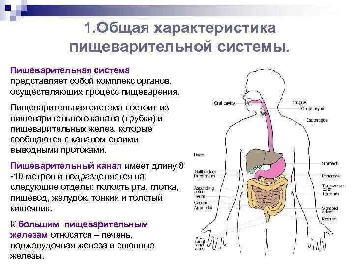 Общая характеристика внутренних органов. Структурно-функциональная характеристика пищеварительной системы. общая характеристика процессов пищеварения. пищеварительная система общая характеристика отделов. морфофункциональная характеристика пищеварительной системы.