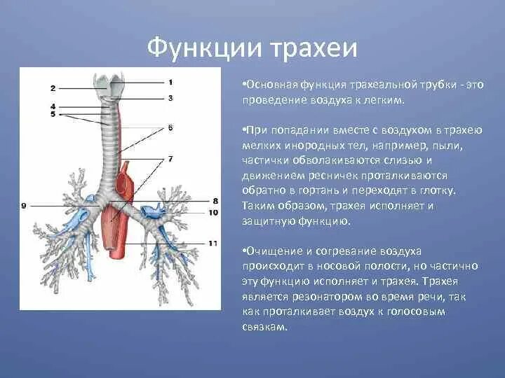 Функции трахеи. Трахея и бронхи строение и функции. Функции трахеи в дыхательной системе. Особенности строения трахеи. Строение трахеи строение.