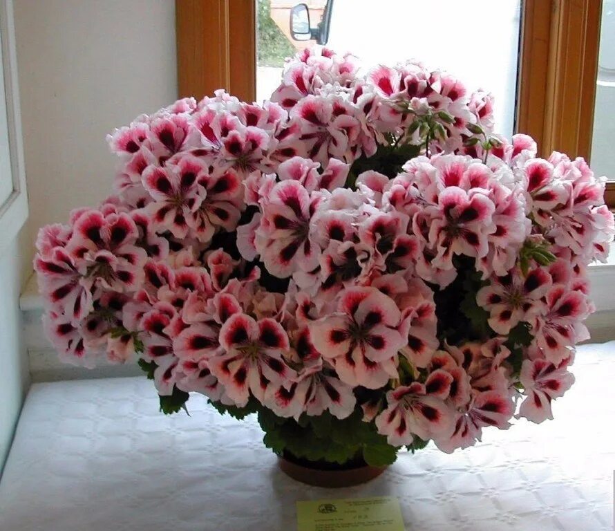 Неприхотливый комнатный цветок цветущий фото и название. Пеларгония Королевская. Пеларгония грандифлора. Пеларгония Королевская Jolenta.