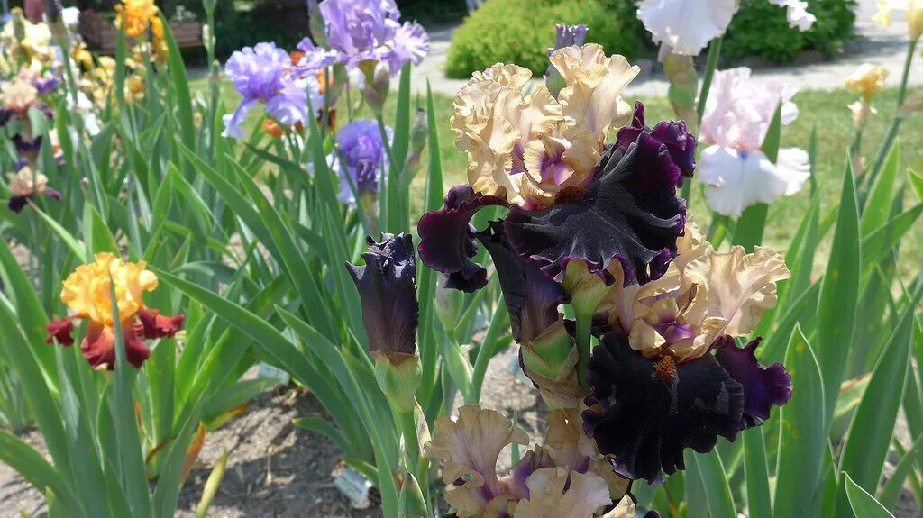 ирисы науменко. ирисы славянский. ирисы науменко. сад науменко ирисы в сибири. ирис how wonderful.