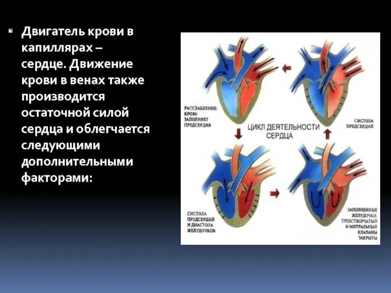 Движение крови в сердце. Дуиженик крови в сердце. Направление движения крови в капиллярах. Движение крови внутри сердца.