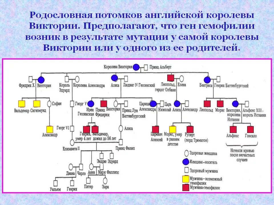 Древо потомков. Родословная по гемофилии королевы Виктории. Родословная королевы Виктории наследование гемофилии. Генеалогическое Древо королевы Виктории гемофилия.