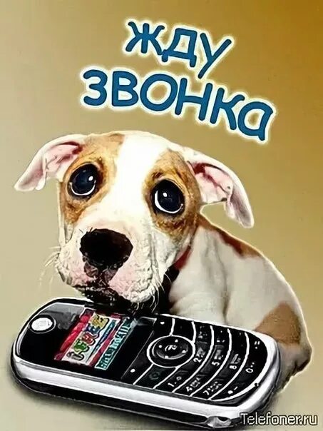 Ты позвони я жду звонка. Ты позвони я жду звонка. Ты позвони я жду звонка. Открытки позвони. Котик с телефоном.