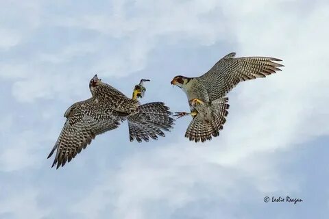 Tundra vs falcons