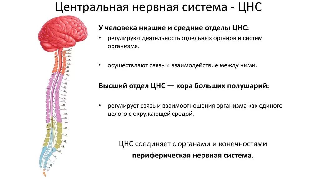 Анализы цнс. Основные отделы центральной нервной системы человека схема. Центральная нервная система схема спинной мозг головной мозг. Схема строения центральной нервной системы. Структуры отдела ЦНС спинной мозг.