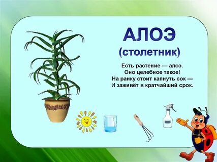 Загадки про комнатные растения для детей