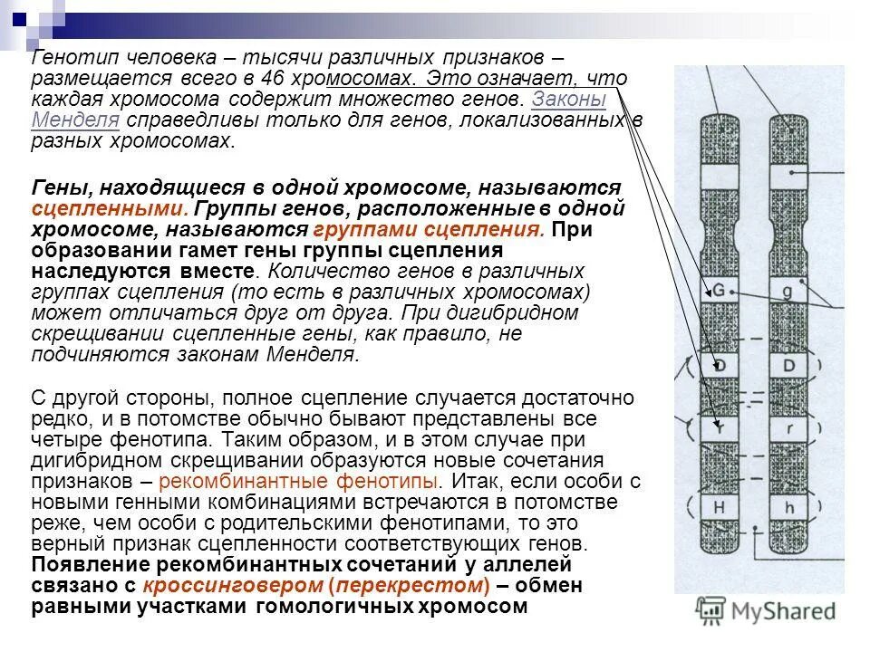 Количество генов. Сцепленные гены находятся в одной хромосоме. Генетическая карта 1 хромосомы человека. Гены в хромосомах располагаются. Гены расположение в одной хромосоме.