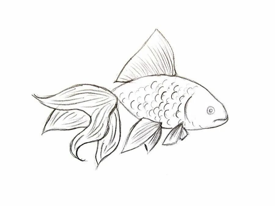 Рыба карандашом. Рыбка рисунок. Рыбка карандашом. Рыбка рисунок карандашом. Нарисовать рисунок рыбу
