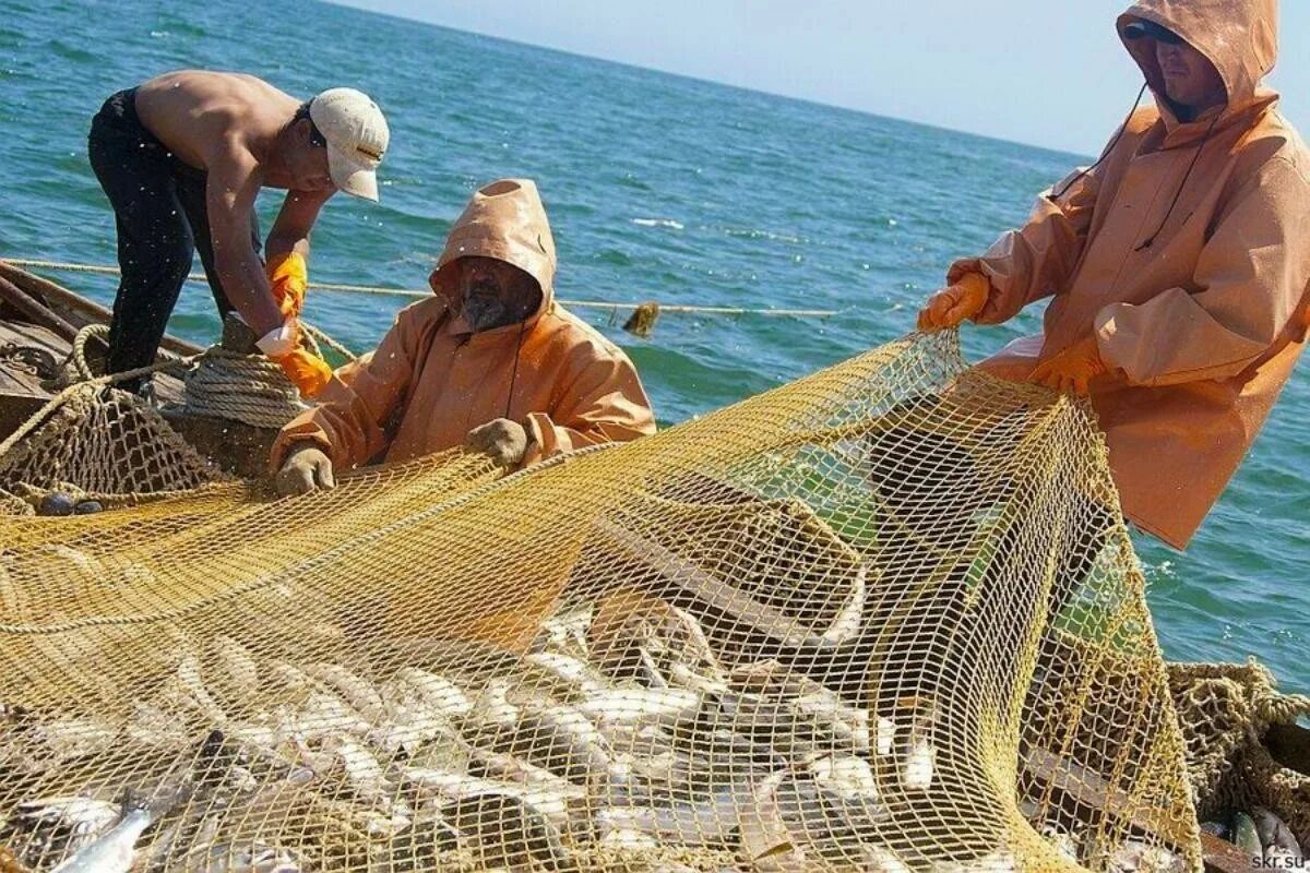 Фото рыбака и рыбки. Охотское море рыболовство. Завод невод Сахалин. Рыбак с сетью. Добыча рыбы.