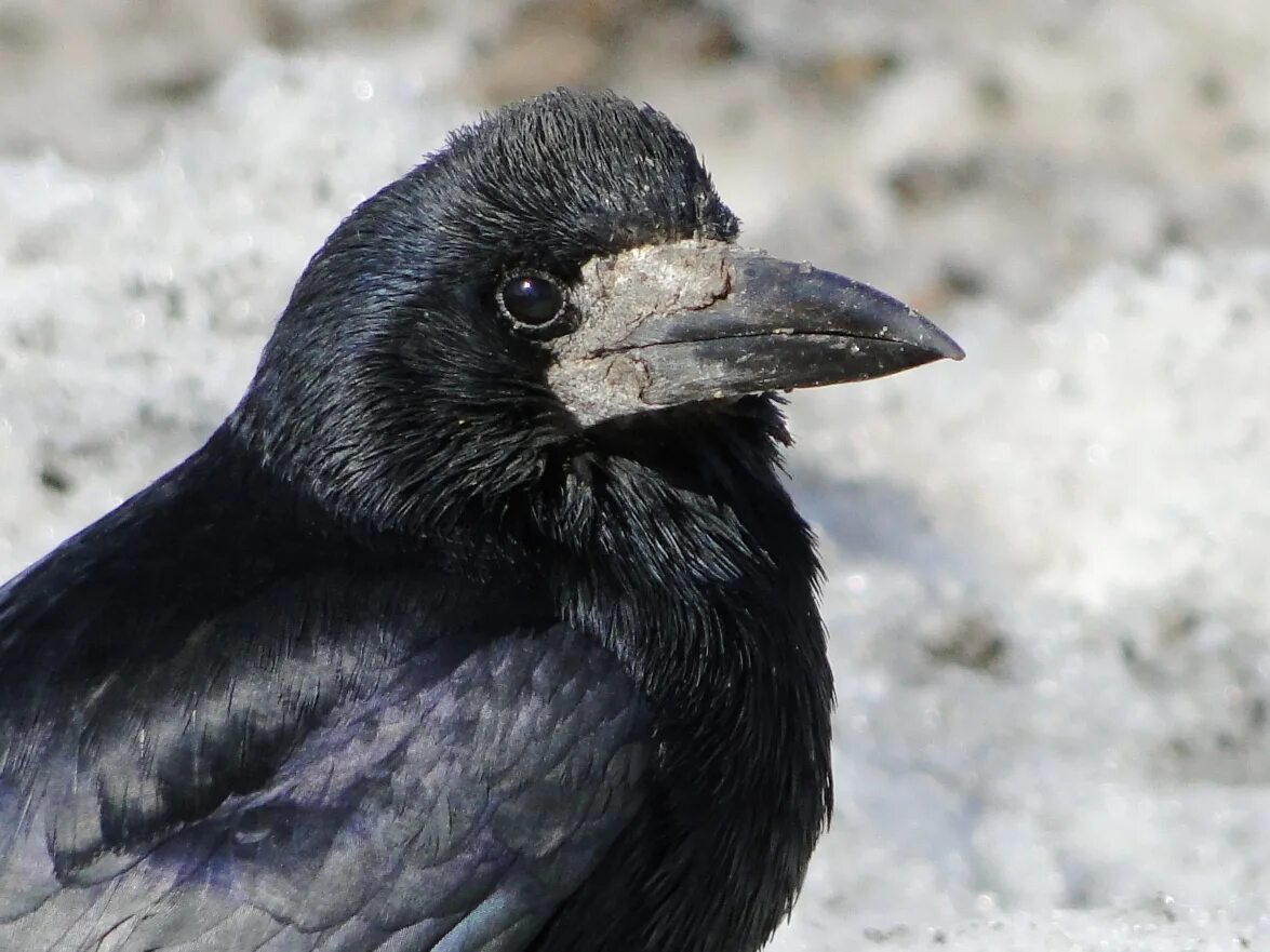 Грач (Corvus frugilegus). Грач желтоклювый. Птица Афганский Грач. Грач длинноклювый.