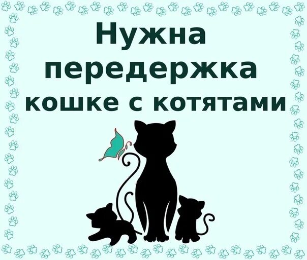 Передержка кот и кошка