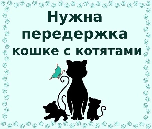 Срочно нужна передержка. Нужна передержка для кошки с котятами. Срочно нужна передержка для собаки. Ищу передержку для кошки. Мама помоги котенку