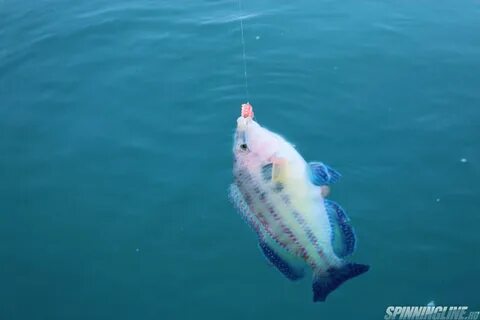 Рыба в черном море абхазии какая водится