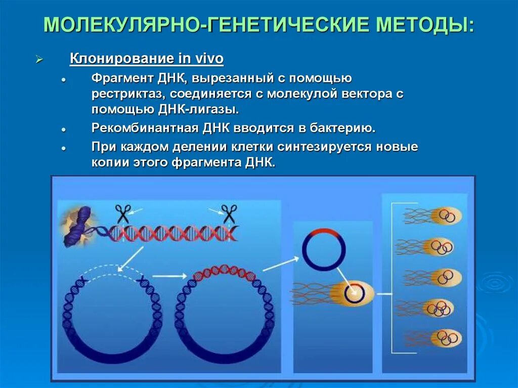 Что является изучением генетики. Молекулярно-генетический метод. Методы молекулярной генетики. Молекулярная генетика методы. Методы исследования молекулярной генетики.