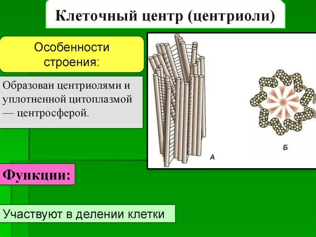 Клеточный центр признаки. Органоид клеточный центр строение и функции. Клеточный центр строение и функции. Клеточный центр клетки строение и функции. Клеточный центр функции органоида.