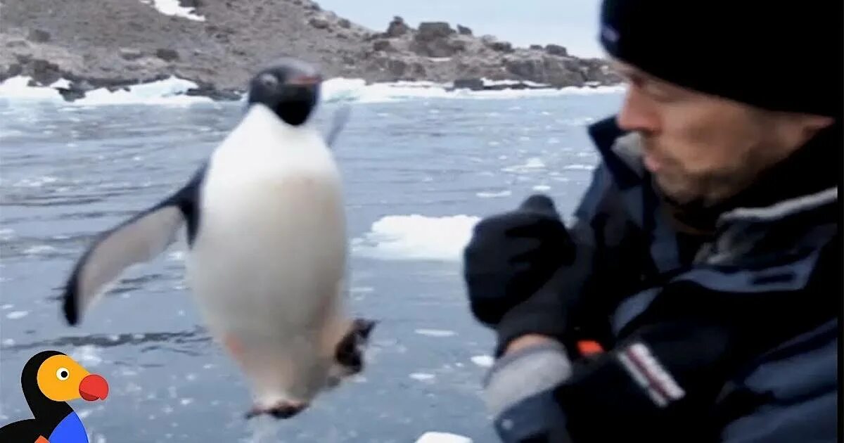 Пингвин касатка лодка. Переворачиватель пингвинов. Полярник с пингвином. Пингвин выпрыгивает из воды. Приколы с касатками и пингвинами.