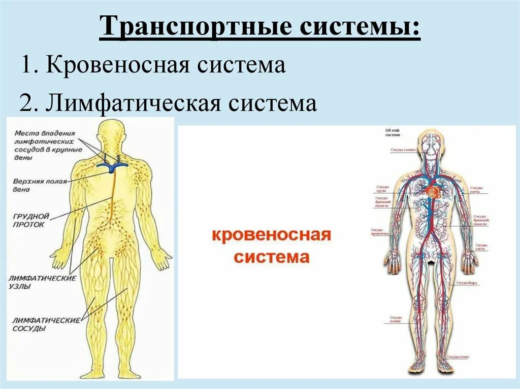 Презентация кровеносная система 8 класс биология. Лимфатическая система строение и функции. система кровообращения лимфатическая система. кровеносная система и лимфатическая система схема. таблица сосудистая система лимфообращение.