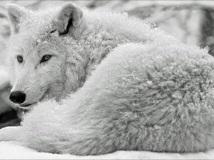 Snow wolf