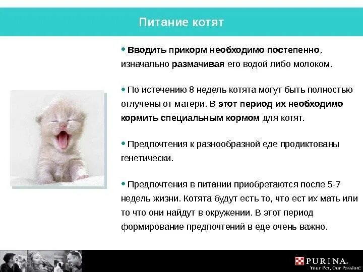 Сколько должны пить котята