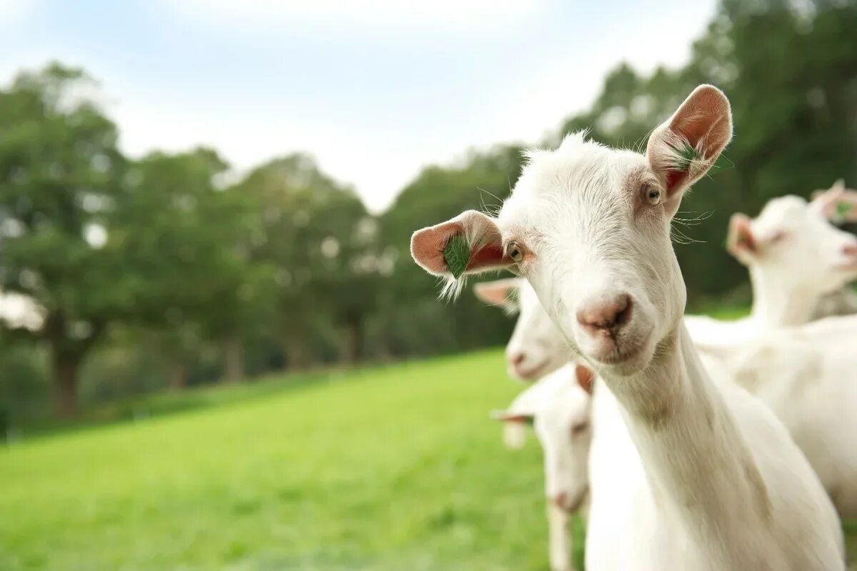 ты моя козочка дайка молочка. кто рождается у барана с козой. экоферма козье молоко. дети с животными. ты моя козочка дайка молочка.