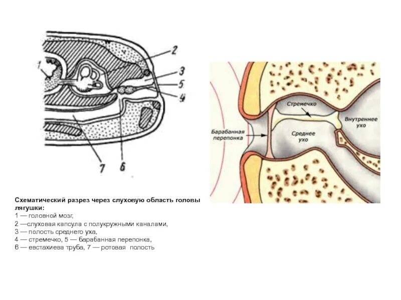 Схематический разрез среднего уха. Среднее ухо амфибий. Барабанная перепонка у земноводных. Барабанная перепонка лягушки. Барабанная перепонка у лягушки
