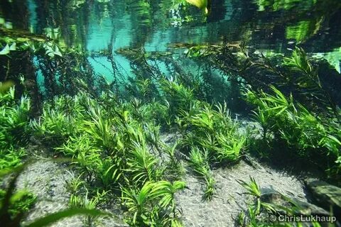Rivers plants