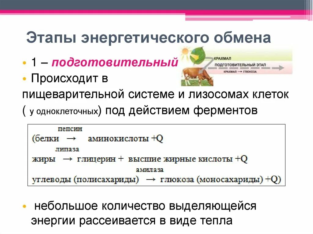 Энергетическим обменом является. 1 Этап подготовительный энергетического обмена. Этапы энергетического обмена подготовительный этап. Подготовительная фаза энергетического обмена. Энергетический обмен этапы подготовительная стадия.