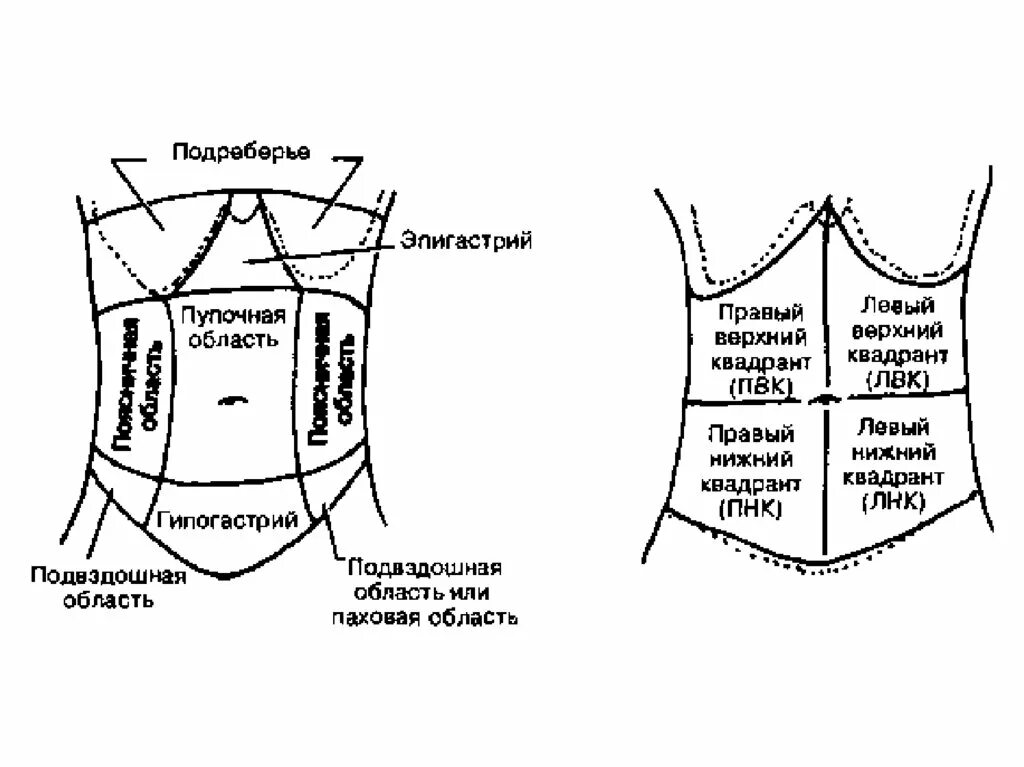 Левая боковая область живота. Топографические линии живота схема. Топография живота области. Области живота топографическая анатомия. Правая подреберная область живота.