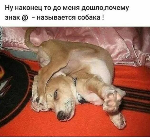 Сзади тебя собака как она выглядит Adorable Golden Retriever Overcomes Obesity