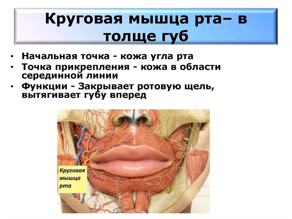 Губы мышцы рта. Круговая мышца рта функции. Круговая мышца рта прикрепление. Круговая мышца рта начало.