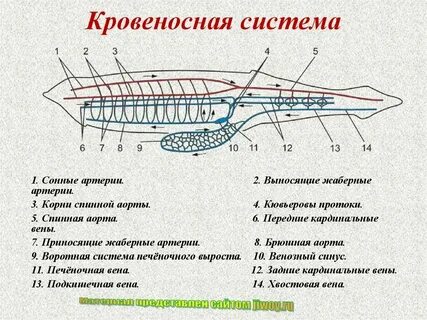 Кровеносное строение рыб