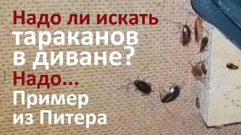 Почему тараканы лезут в постель