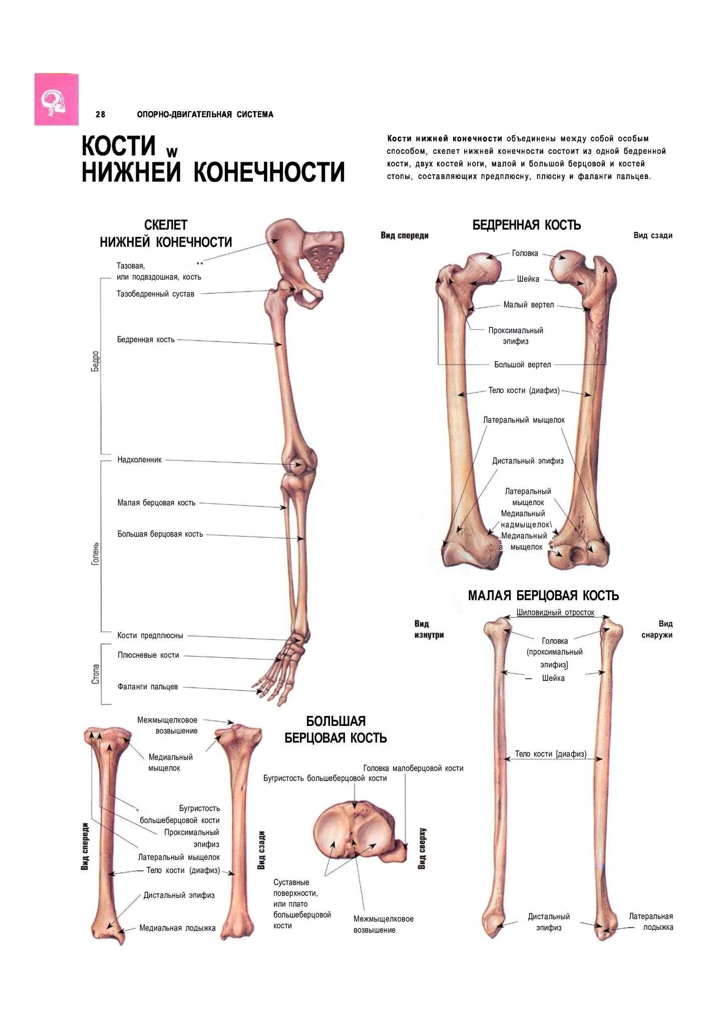 Тема нижние конечности. Кости нижних конечностей человека анатомия на латыни. Малая берцовая кость нижней конечности. Строение костей нижней конечности. Скелет нижней конечности на латинском.